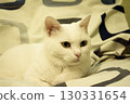 Portrait of a white cat with green eyes 130331654