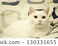 Portrait of a white cat with green eyes 130331655