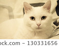 Portrait of a white cat with green eyes 130331656