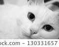Portrait of a white cat with green eyes 130331657