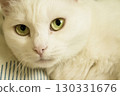 Portrait of a white cat with green eyes 130331676