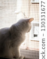Portrait of a white cat with green eyes 130331677