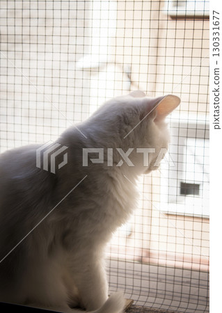 Portrait of a white cat with green eyes Portrait of a white cat with green eyes 130331677