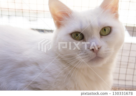 Portrait of a white cat with green eyes 130331678
