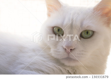 Portrait of a white cat with green eyes Portrait of a white cat with green eyes 130331679