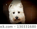 West Highland White Terrier dog portrait 130331680