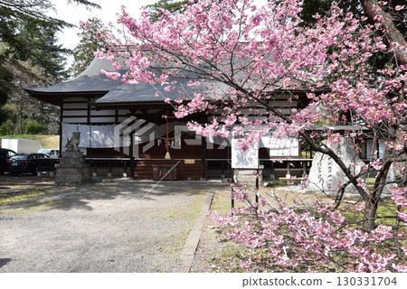 長野縣上田市上田城跡公園的真田神社和橫紅櫻花 130331704