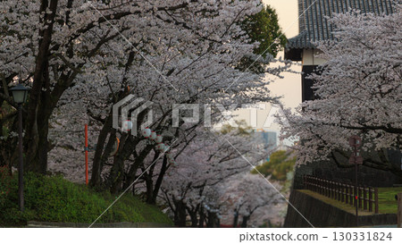 櫻花盛開的斜坡 130331824