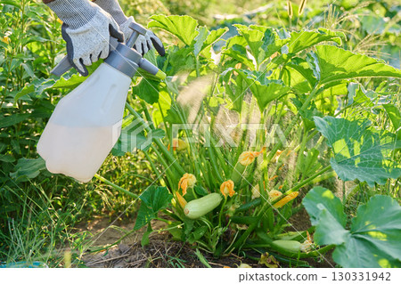Spraying zucchini squash plants on an outdoor bed from hand spray bottle Spraying zucchini squash plants on an outdoor bed from hand spray bottle 130331942