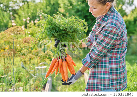 Woman gardener holding freshly picked carrots, summer vegetable garden background 130331945