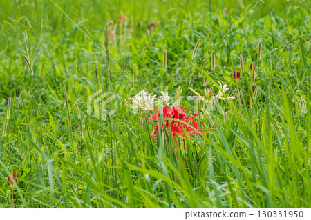 綠草中盛開的紅白蜘蛛百合 綠草中盛開的紅白蜘蛛百合 130331950
