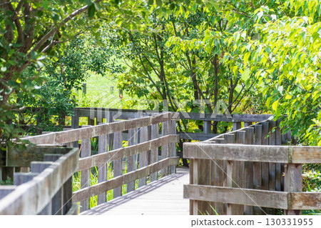 A boardwalk surrounded by green trees in summer A boardwalk surrounded by green trees in summer 130331955