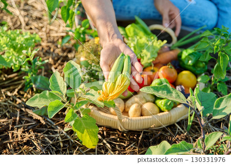 Basket with harvest of different fresh vegetables, female hands showing zucchini squash Basket with harvest of different fresh vegetables, female hands showing zucchini squash 130331976