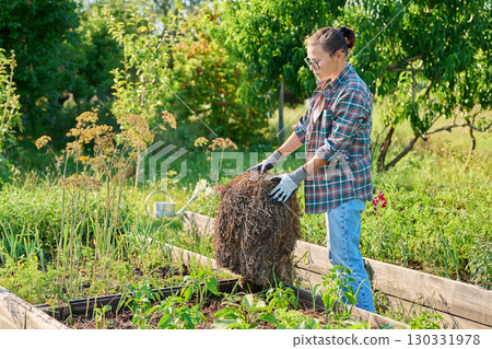 Female gardener with a bundle of hay for mulching raised wooden beds 130331978
