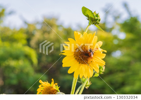 Blooming summer sunflowers and bees on a green background Blooming summer sunflowers and bees on a green background 130332034