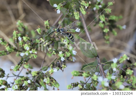 一隻小長角黃蜂正從牛至的小白花中吸食花蜜 130332204