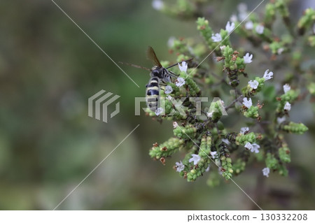 A small longhorn wasp sucking nectar from the small white flowers of oregano A small longhorn wasp sucking nectar from the small white flowers of oregano 130332208