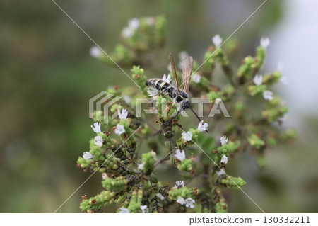 A small longhorn wasp sucking nectar from the small white flowers of oregano 130332211