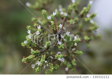 A small longhorn wasp sucking nectar from the small white flowers of oregano 130332212
