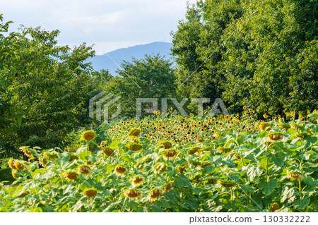 夏日向日葵田在多雲的天空下盛開 夏日向日葵田在多雲的天空下盛開 130332222