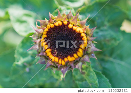 Sunflower buds just before they bloom 130332381