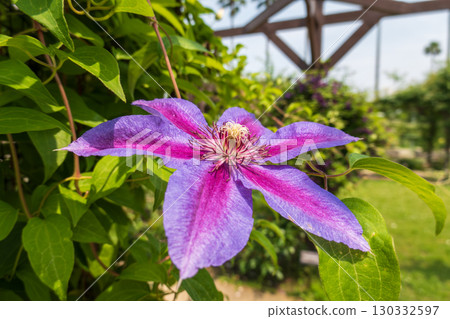 美麗的紫色和紅紫色鐵線蓮花 130332597