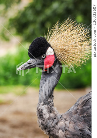 Elegant grey crowned crane in profile with golden feather crown and vivid red cheek patch, standing outdoors in natural light 130332607