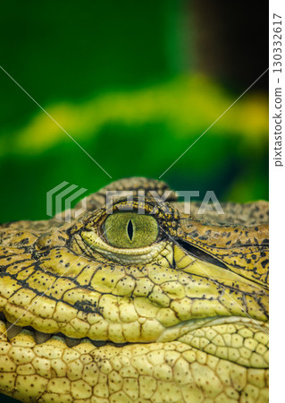 Close-up of a caiman's eye and textured skin with vivid green background, showcasing sharp detail and natural camouflage 130332617