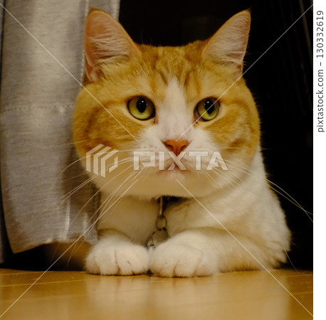 一隻可愛的短腿貓芒奇金的肖像 一隻可愛的短腿貓芒奇金的肖像 130332619