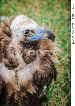 Cinereous vulture resting on grass with fluffed feathers and powerful beak, looking attentively to the side in natural light 130332630