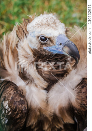 Impressive cinereous vulture with puffed chest feathers and a hooked beak sits calmly on green grass, observing its surroundings 130332631