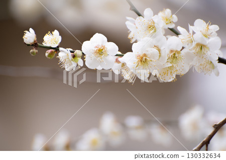 white plum blossom 130332634