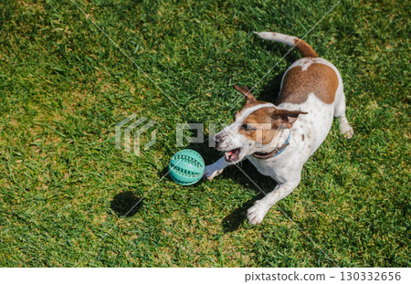 Playful Jack Russell Terrier lunges forward on grass with an open mouth, about to catch a flying turquoise ball, showing excitement and focus. 130332656