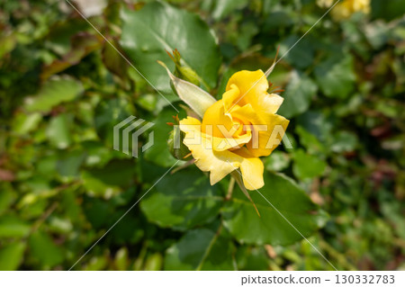 Yellow roses beginning to open from buds 130332783