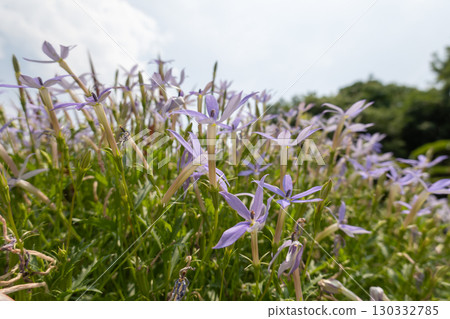 Purple isotoma blooming against the summer sky Purple isotoma blooming against the summer sky 130332785