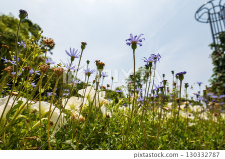 Isotoma and white flowers blooming against the blue summer sky 130332787