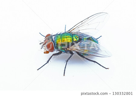 Hiroskin fly (female) 130332801