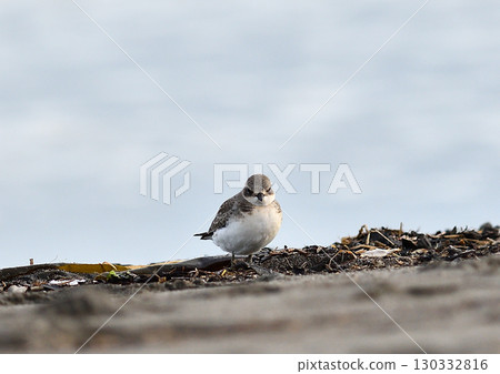 一隻沙鴴在沙灘上覓食 一隻沙鴴在沙灘上覓食 130332816