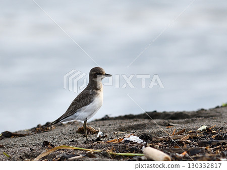 一隻沙鴴在沙灘上覓食 一隻沙鴴在沙灘上覓食 130332817