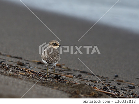 A sand plover foraging on a sandy beach A sand plover foraging on a sandy beach 130332818