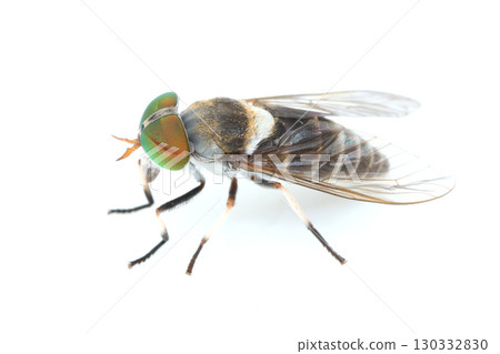 伊吉郎奧比阿布 130332830