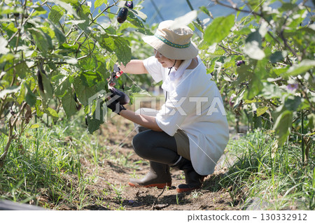 A woman harvesting vegetables in a field. Image of a farmer or agricultural worker. Full body, faceless. 130332912