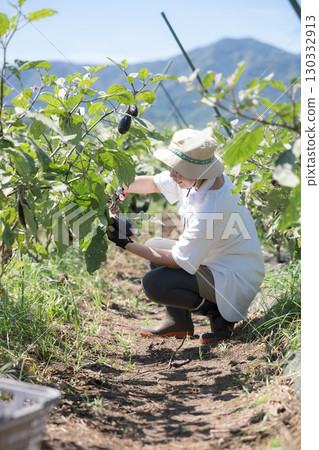 A woman harvesting vegetables in a field. Image of a farmer or agricultural worker. Full body, faceless. 130332913