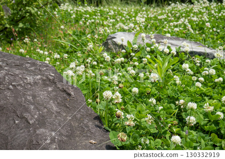 Fields and rocks in early summer with white clover blooming Fields and rocks in early summer with white clover blooming 130332919
