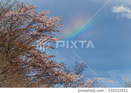 A rainbow gift appears during the cherry blossom season A rainbow gift appears during the cherry blossom season 130332952
