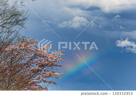西伯利亞櫻花與彩虹的絕美景色 130332953