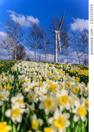 Daffodil fields in full bloom with birch trees and a windmill in the background 130332954