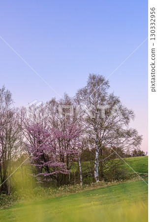 西伯利亞櫻花在柔和的天空下綻放 130332956