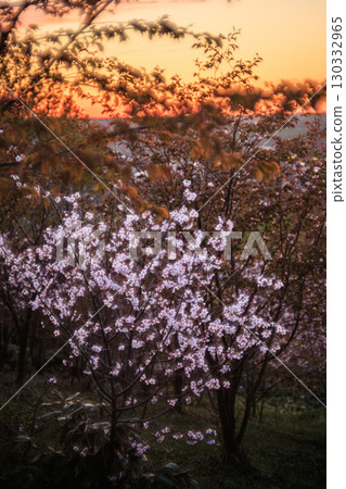 A moment surrounded by Ezo mountain cherry blossoms and the crimson sky 130332965