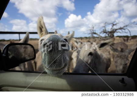 Wild funny donkeys looking into car through opened car window. Curious donkeys. 130332986